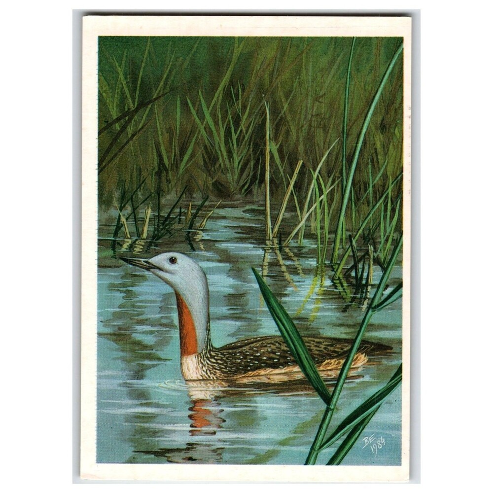 1986 Soviet Red-throated Loon Bird Art Postcard by V. G. Egorov